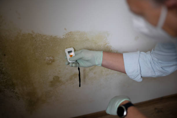 Mold Removal and Inspection in Arnold Line, MS